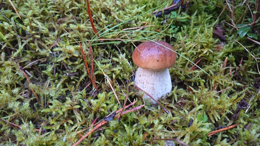 Боровик и подосиновик