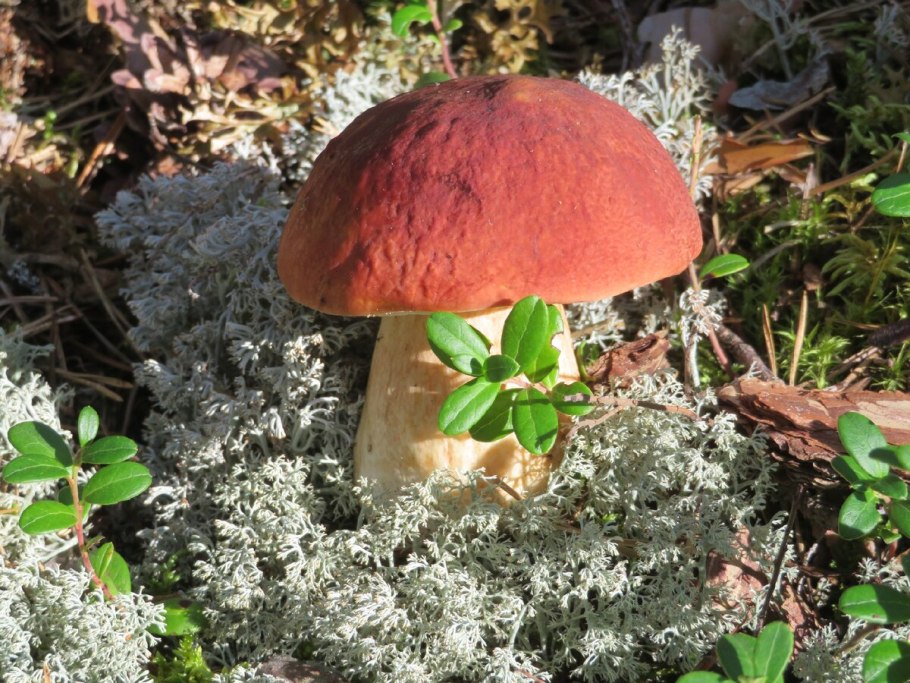 Подберезовик подосиновик Дубовик