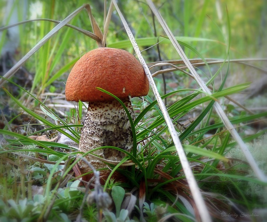 Грибы и растения