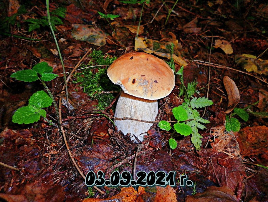 Грибы Карелии подосиновик