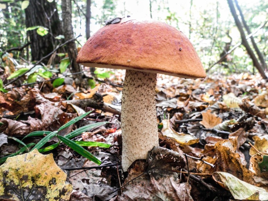 Подосиновик окрашенноногий