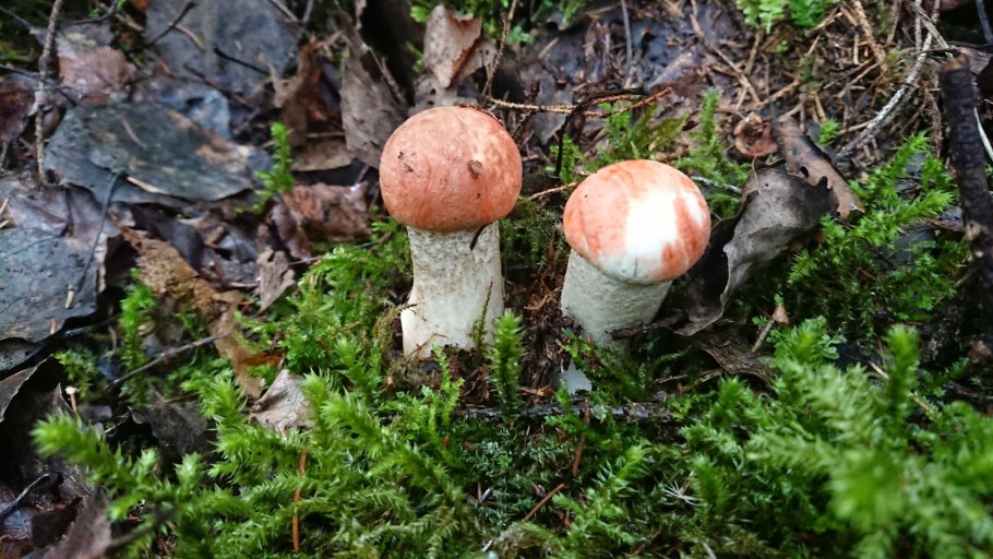 Подосиновик красный