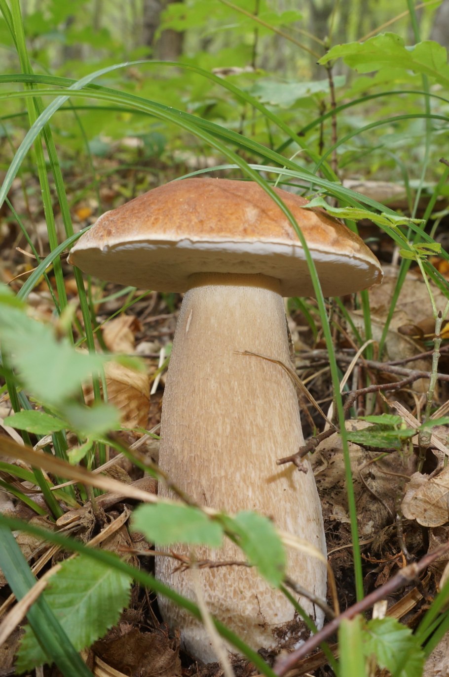 Боровики лисички подосиновики