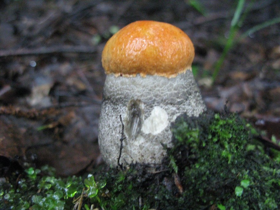 Дикие грибы