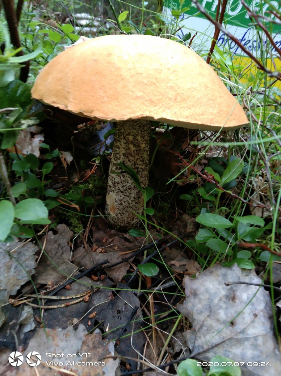 Подосиновик альбинос