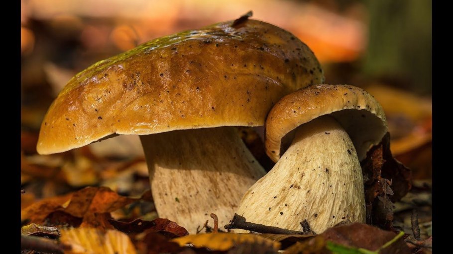 Боровик и подосиновик