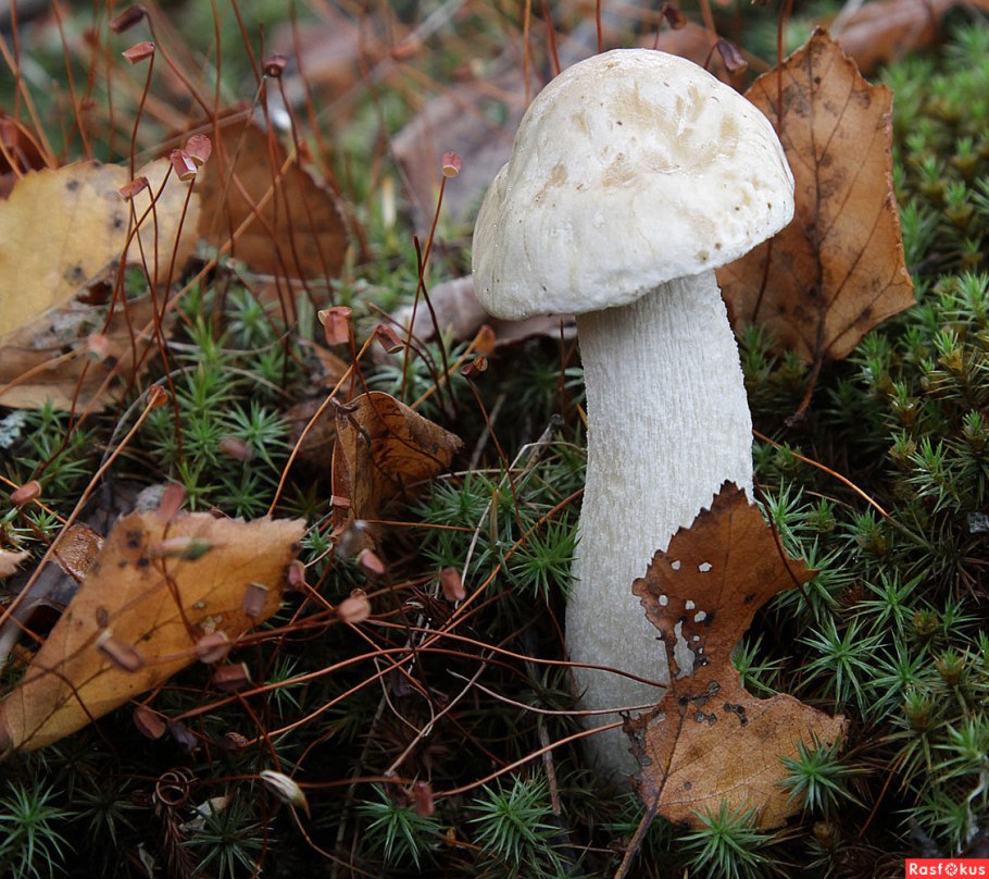 Гриб Боровик