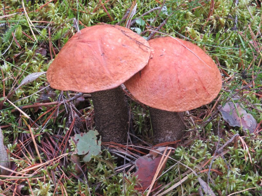 Боровой белый гриб