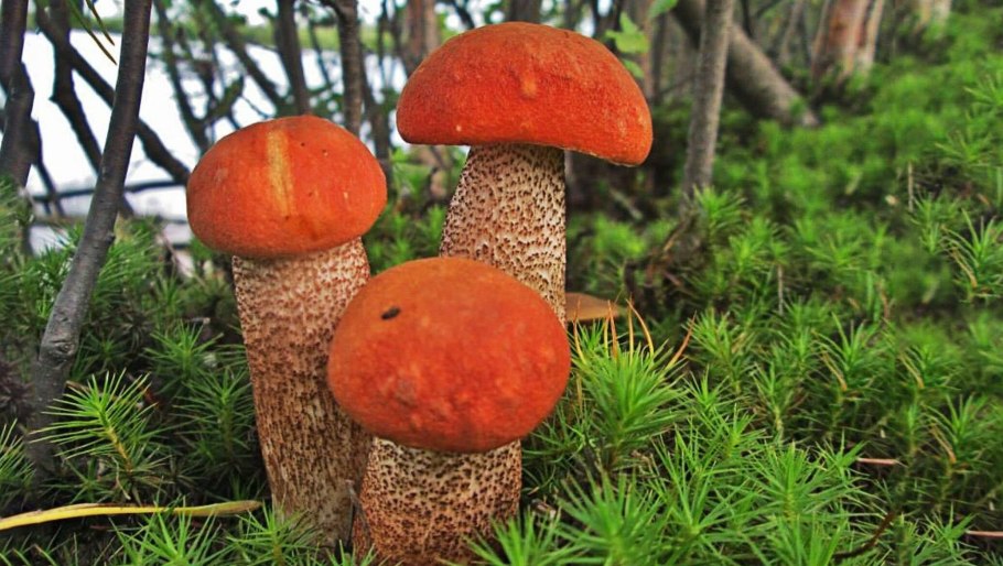 Картинку Боровиков и подосиновиков