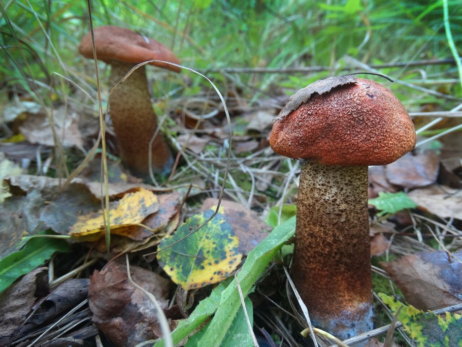 Гриб Боровик подосиновик