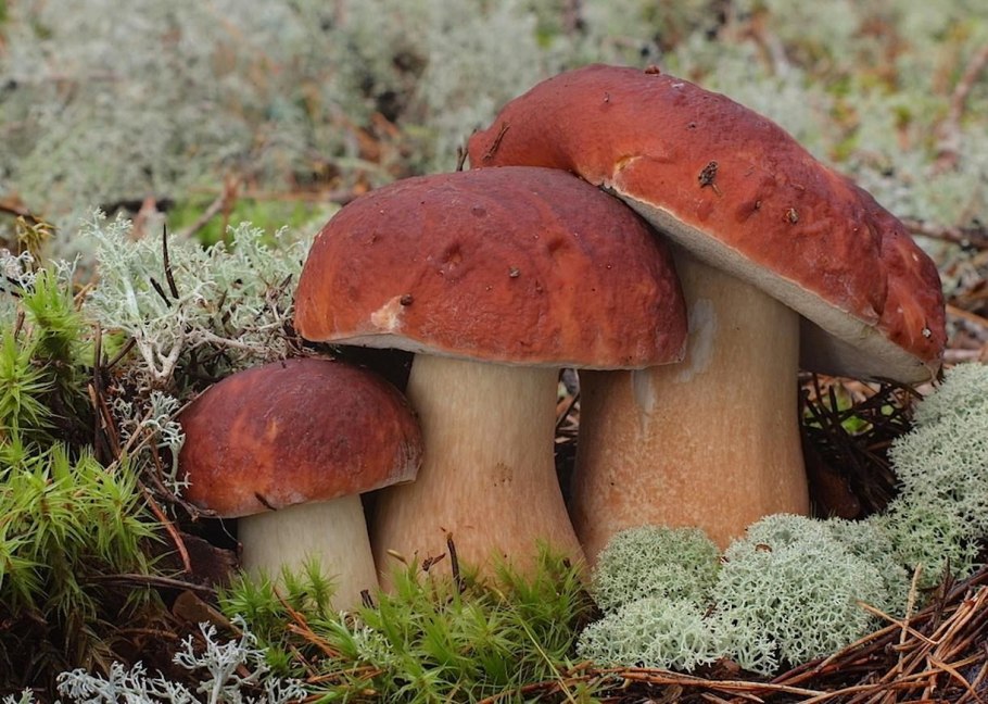 Осенний лес с грибами