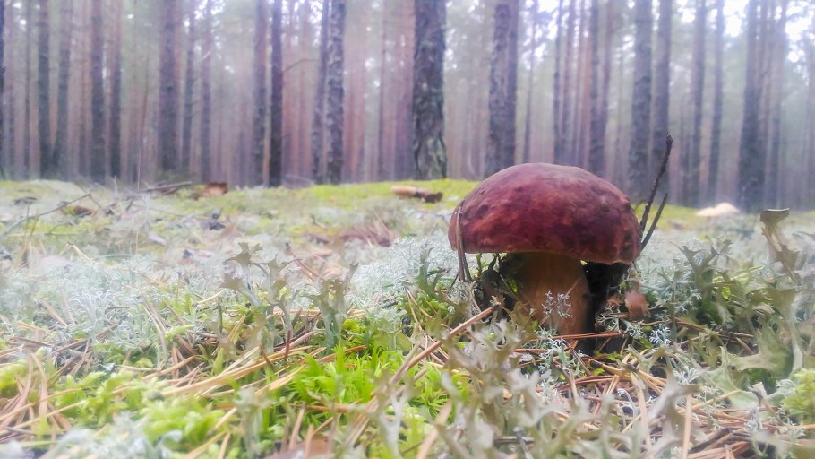 Гриб Боровик Сосновый