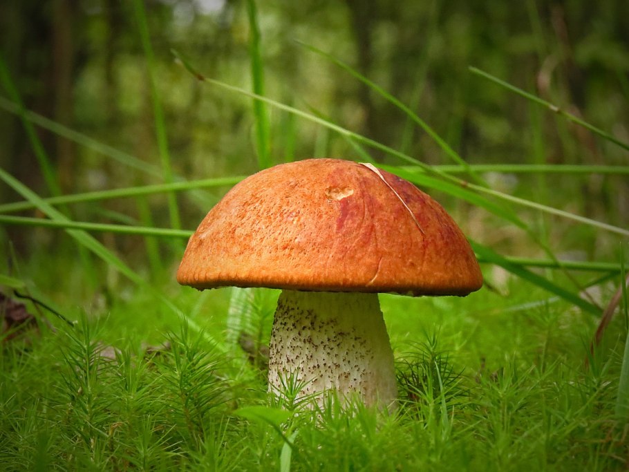 Подосиновик красноголовик