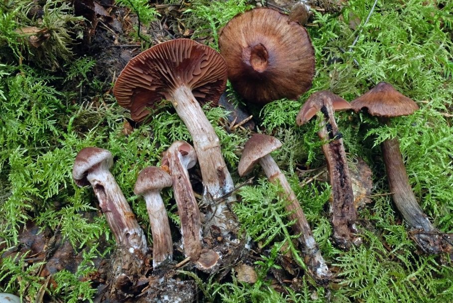 Паутинник бурый