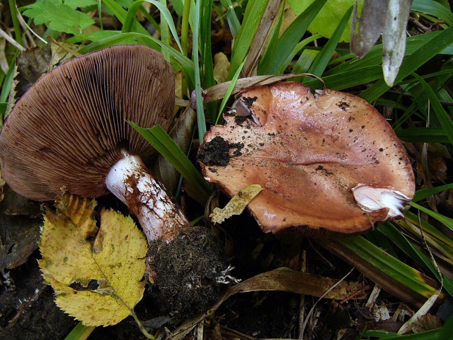 Cortinarius rufoolivaceus