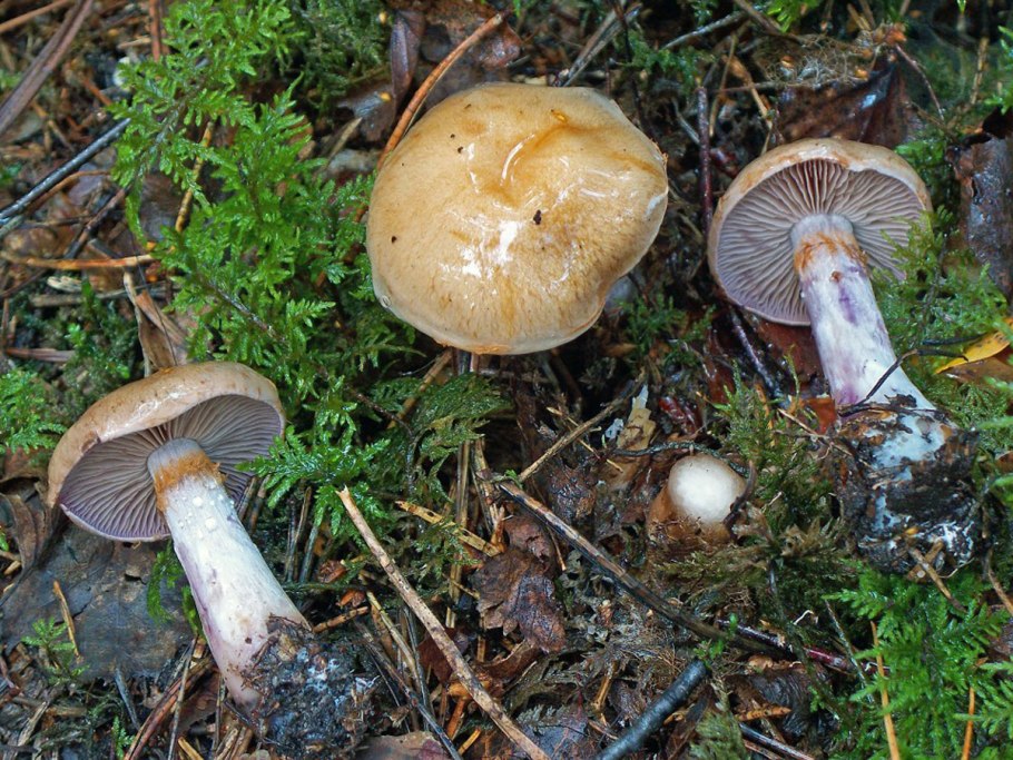Cortinarius паутинник