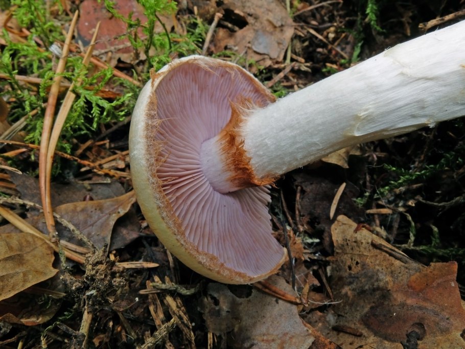 Паутинник весенний