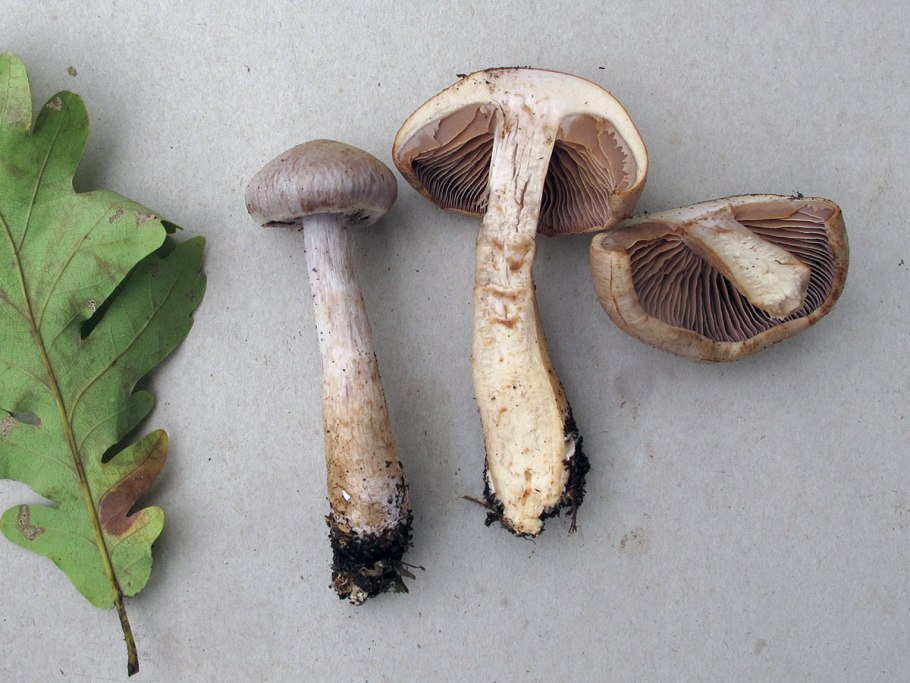 Cortinarius erythrinus