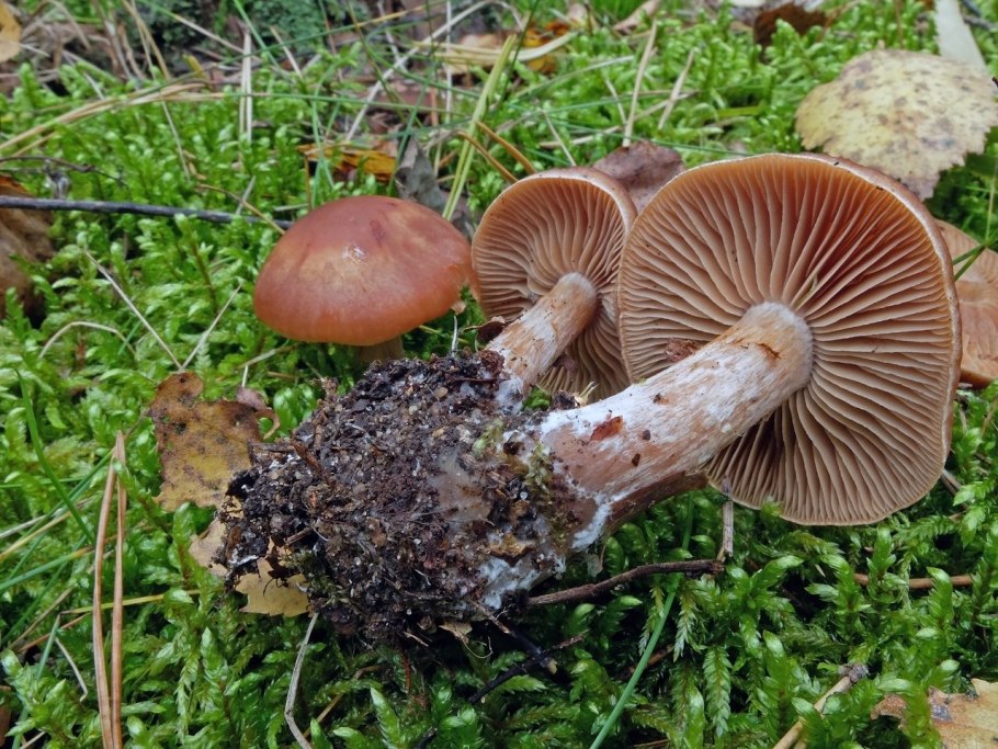 Cortinarius subbalaustinus