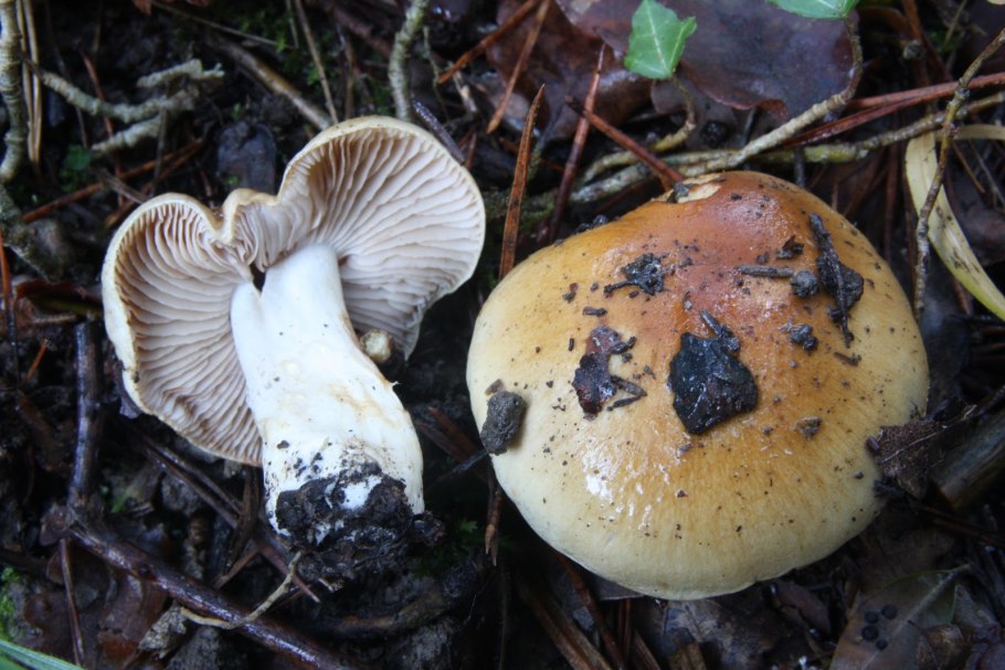 Паутинник бело-козий (Cortinarius niveotraganus)