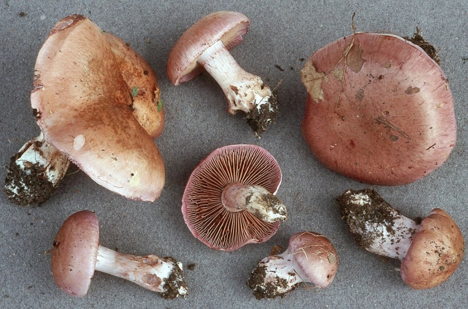 Cortinarius Largus