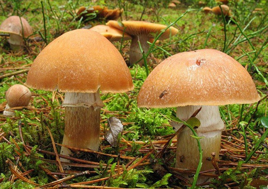 Колпак кольчатый Cortinarius caperatus