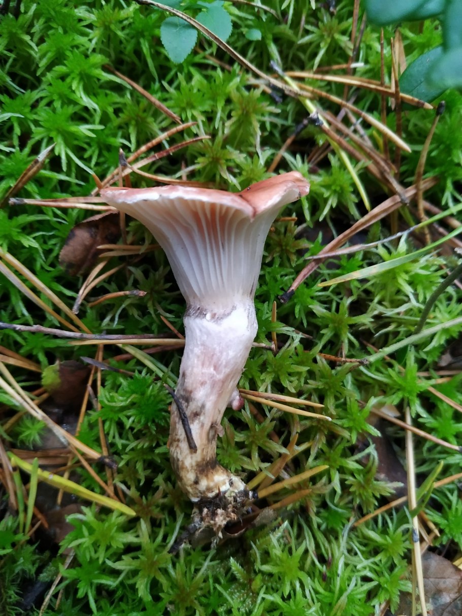 Грибы Петушки и курочки