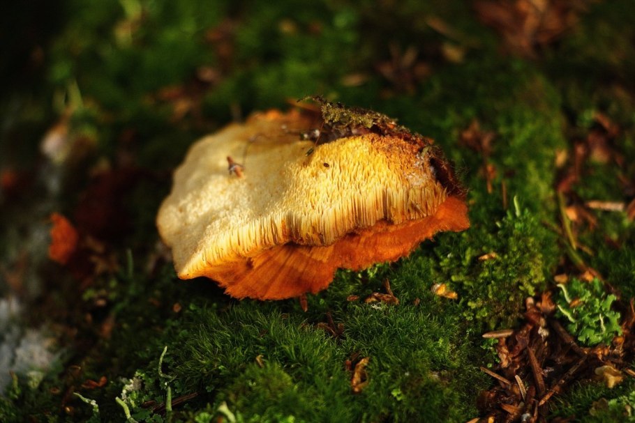 Гриб петушок съедобный