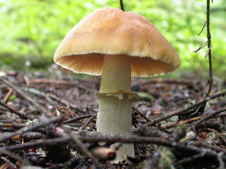 Колпак кольчатый рядовки