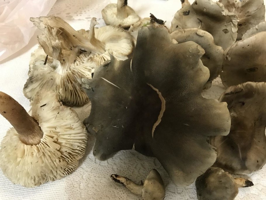 Грибы Петушки рядовки