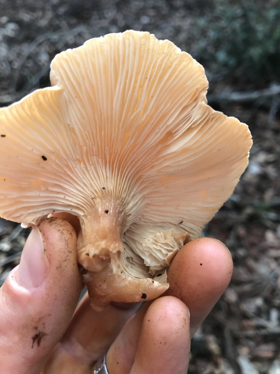 Говорушка Перевёрнутая Paralepista flaccida