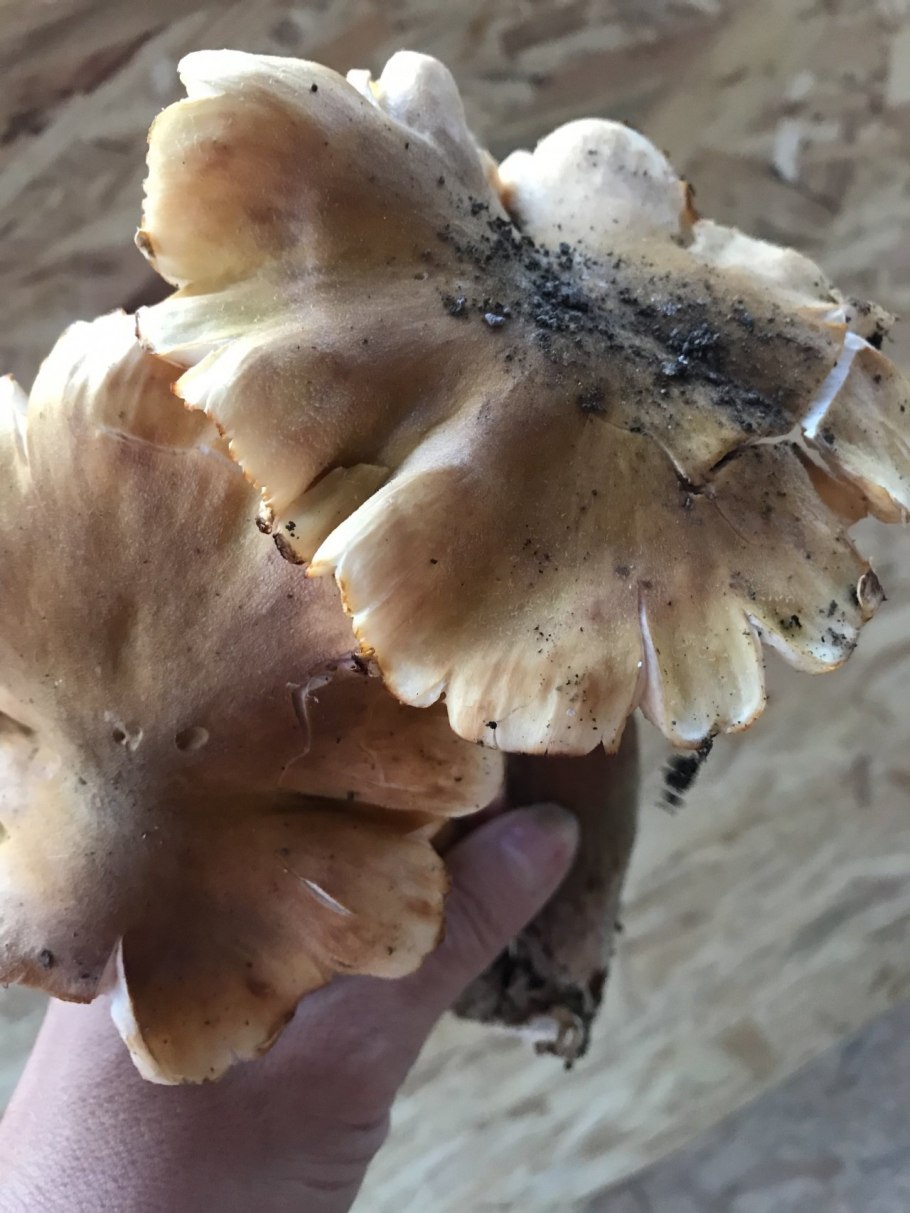 Грибы Петушки и курочки