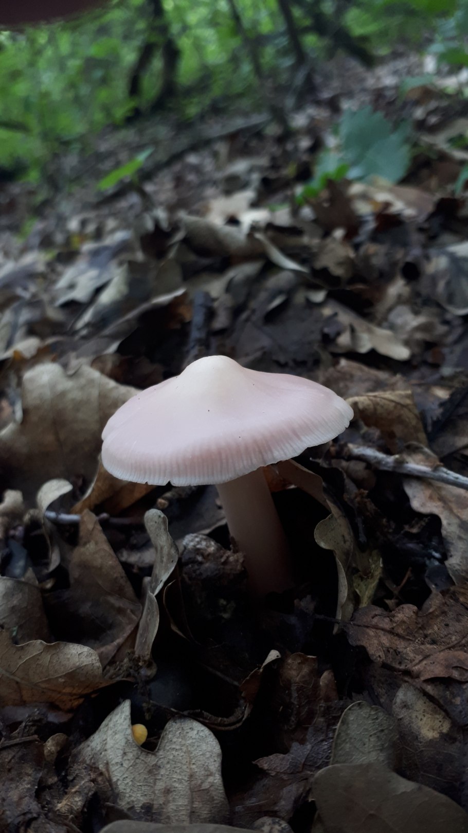 Курочка желтая гриб