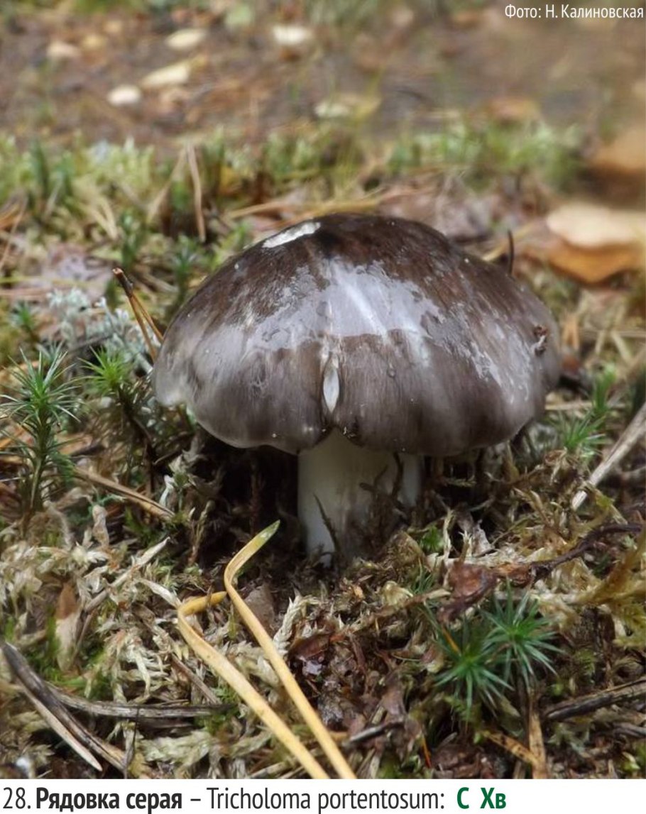 Рядовка серая Tricholoma portentosum.