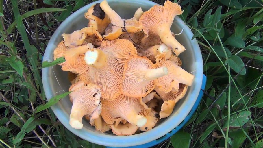 Вешенки грибы Петушки