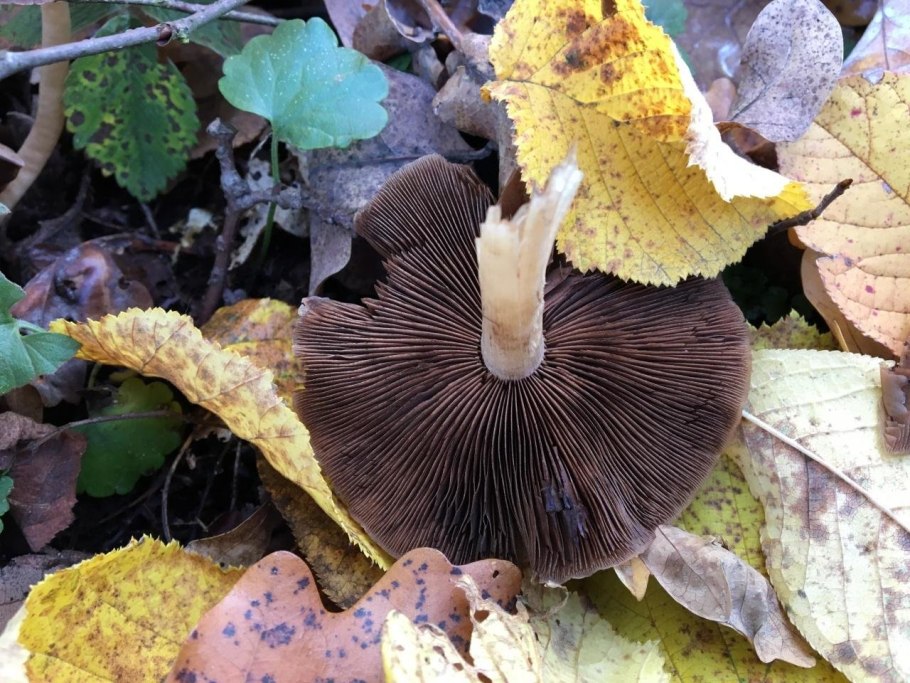 Грибы курочки и гусочки