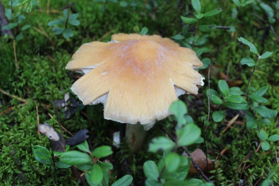 Грибы Петушки рядовки