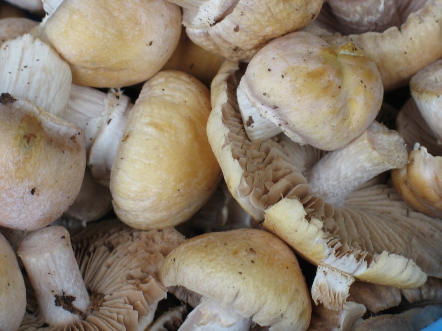 Рядовка фиолетовая Lepista nuda