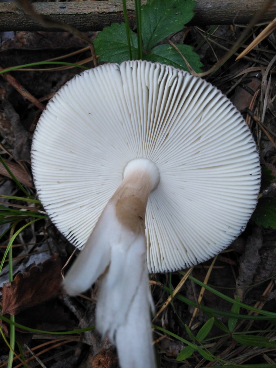 Мухомор Баттарры