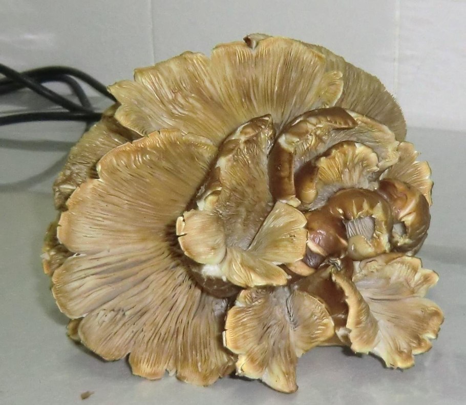 Гриб петушок