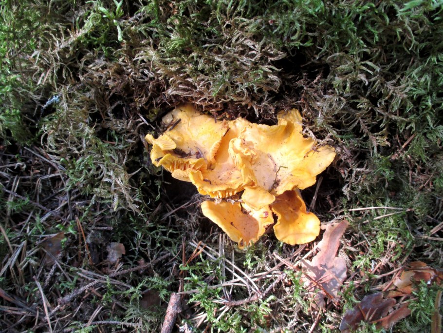 Грибы Петушки и курочки