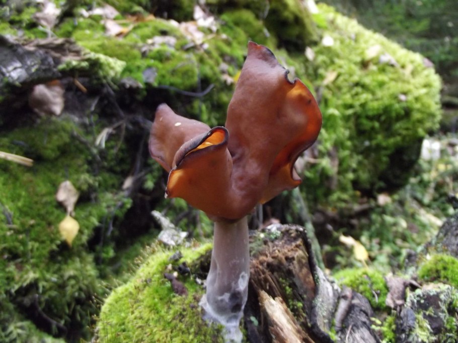 Грибы курочки