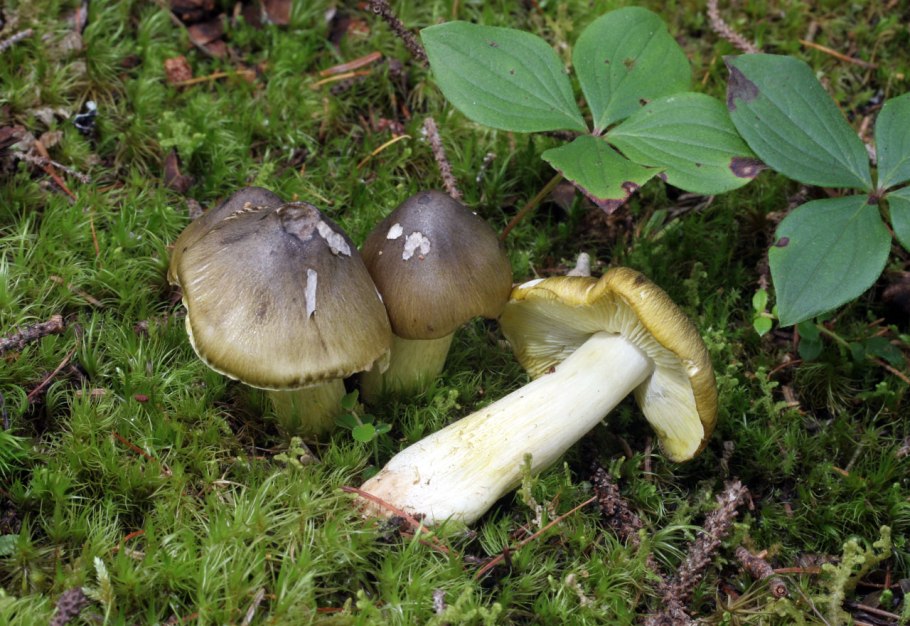 Рядовка обособленная Tricholoma sejunctum