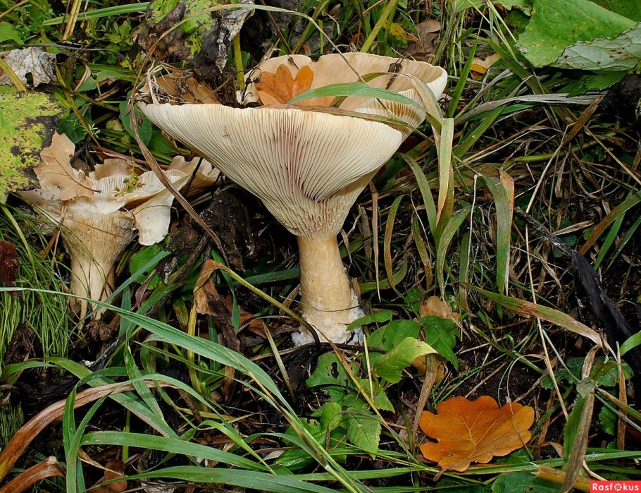 Грибы Петушки рядовки
