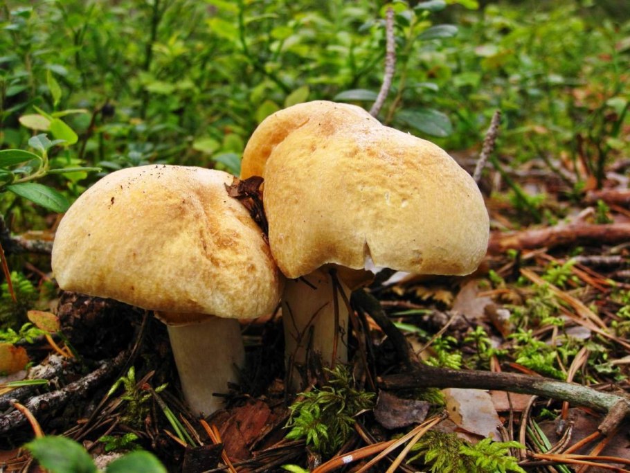 Колпак кольчатый гриб