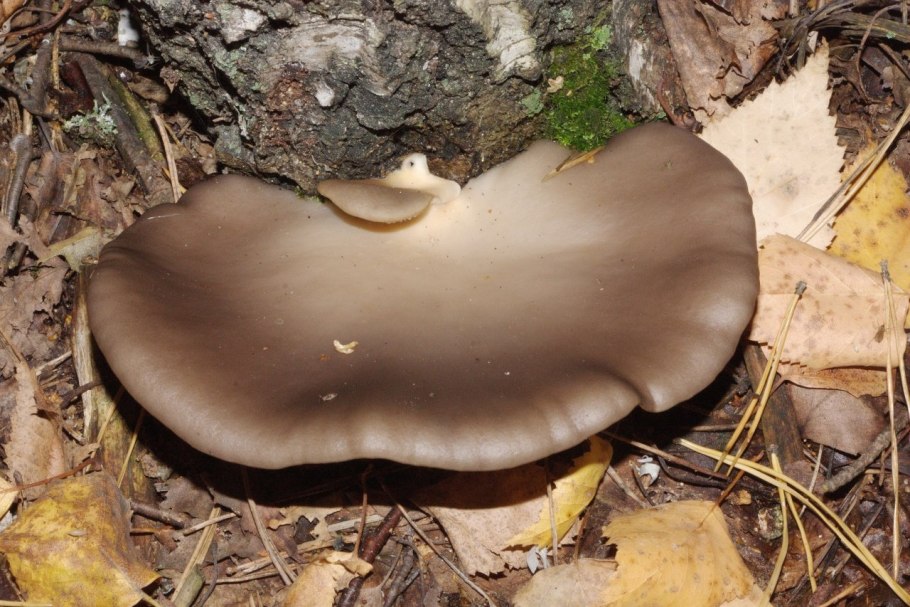 Грибы Петушки рядовки