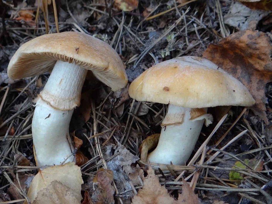 Колпак кольчатый (Rozites caperatus)