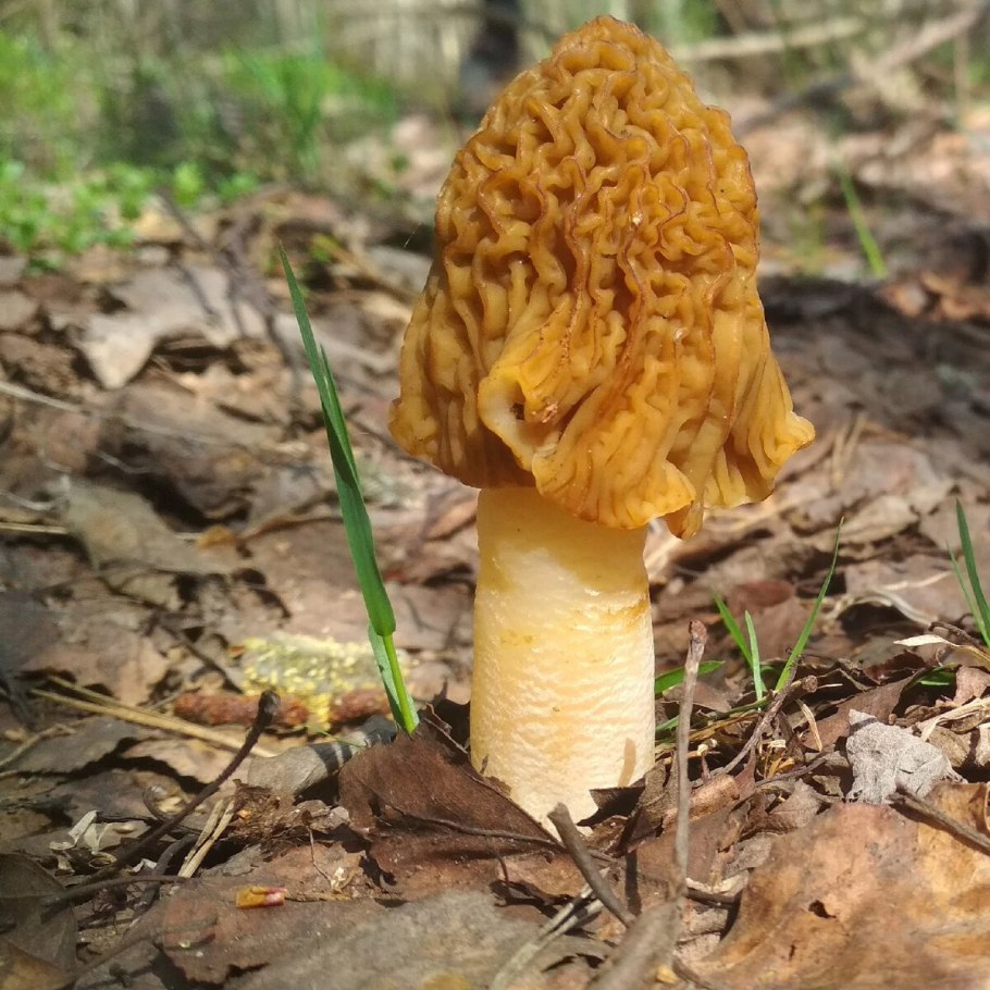 What are the Mushrooms Dangerous for Humans?