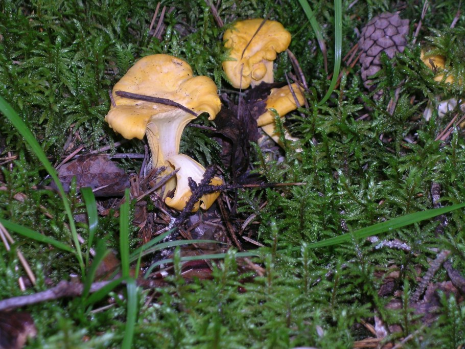 Гриб петушок съедобный