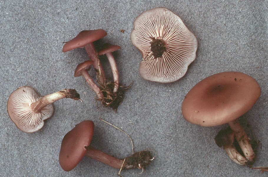 Млечник серо розовый lactarius helvus